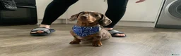 Miniature Dachshund dogs for stud: Mini dachshund stud in Leeds - Advert 1