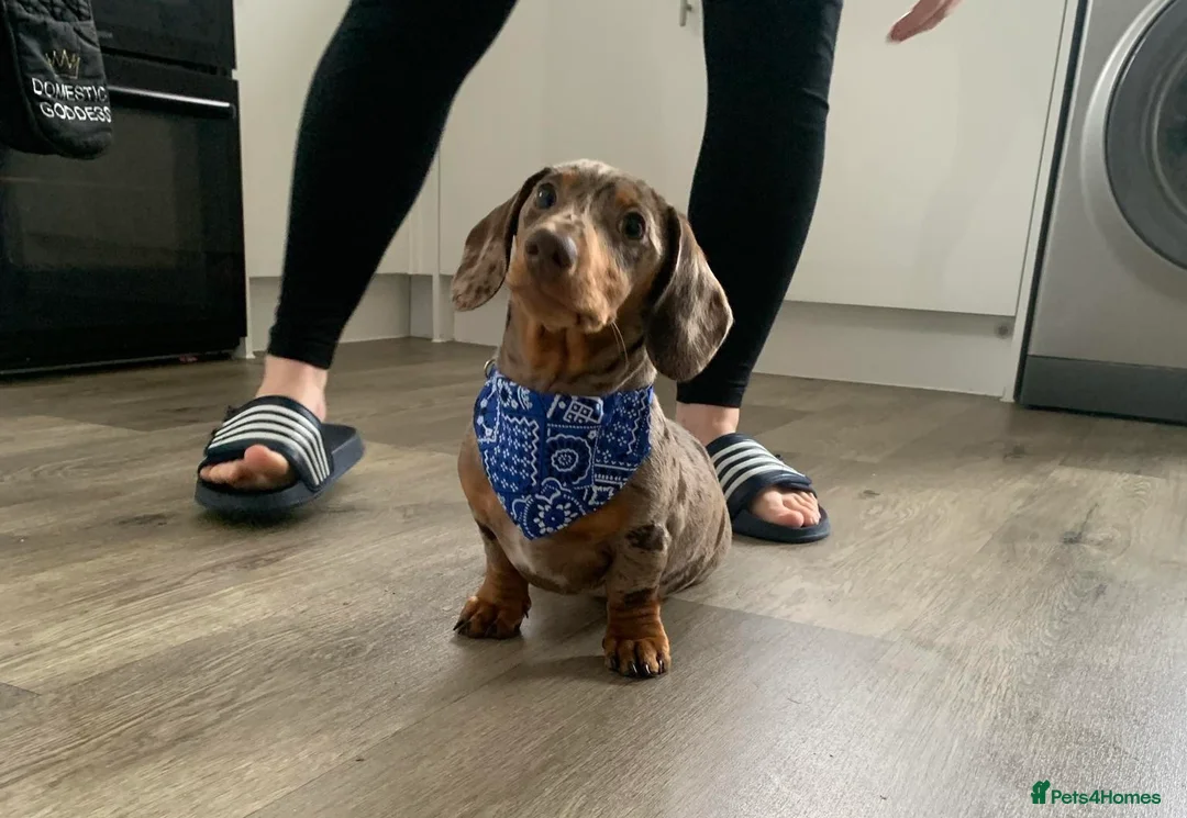 Miniature Dachshund dogs for stud: Mini dachshund stud in Leeds - Advert 1