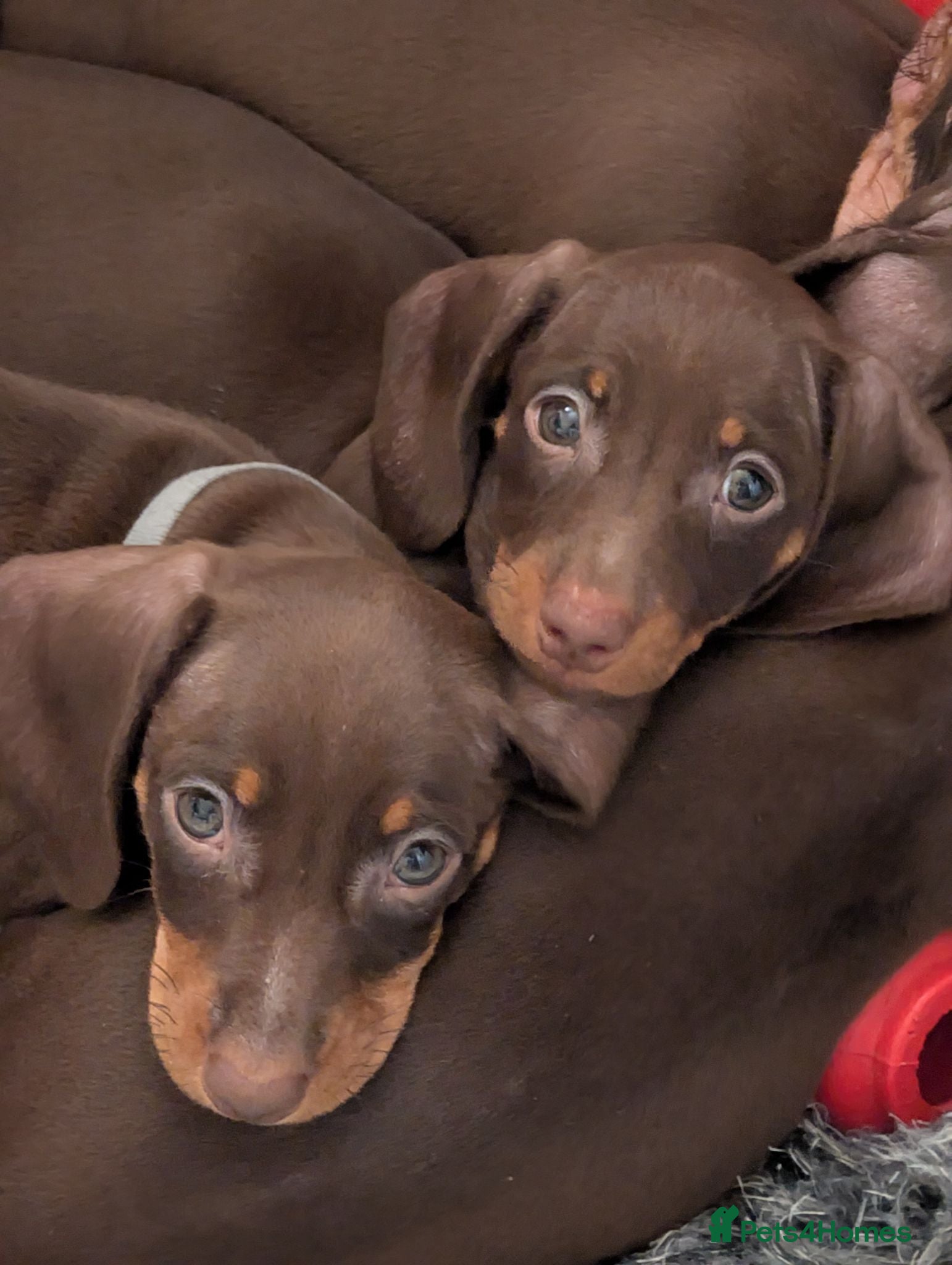 Dachshund dogs Gorgeous litter of dachshunds - Advert 14