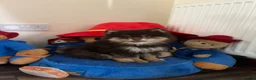 Pomeranian dogs for sale: SUPER FLUFFY Pomeranians ready to leave NOW - Advert 14