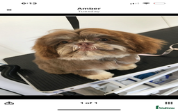 Shih Tzu dogs for sale: Stunning Lilac and Tan boy  - Image 3