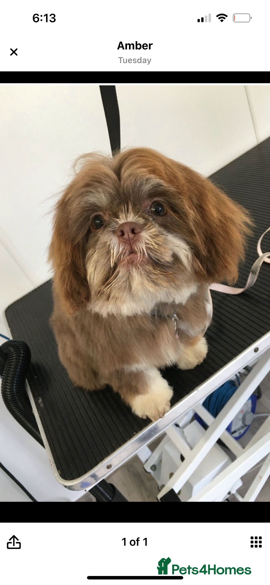Shih Tzu dogs for sale: Stunning Lilac and Tan boy  - Image 3