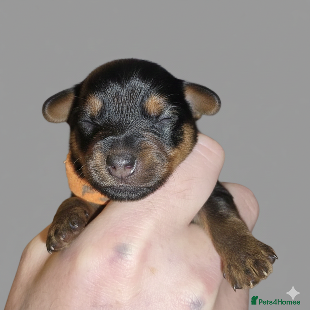 Yorkshire Terrier dogs for sale: Yorkie Puppies  - Advert 5
