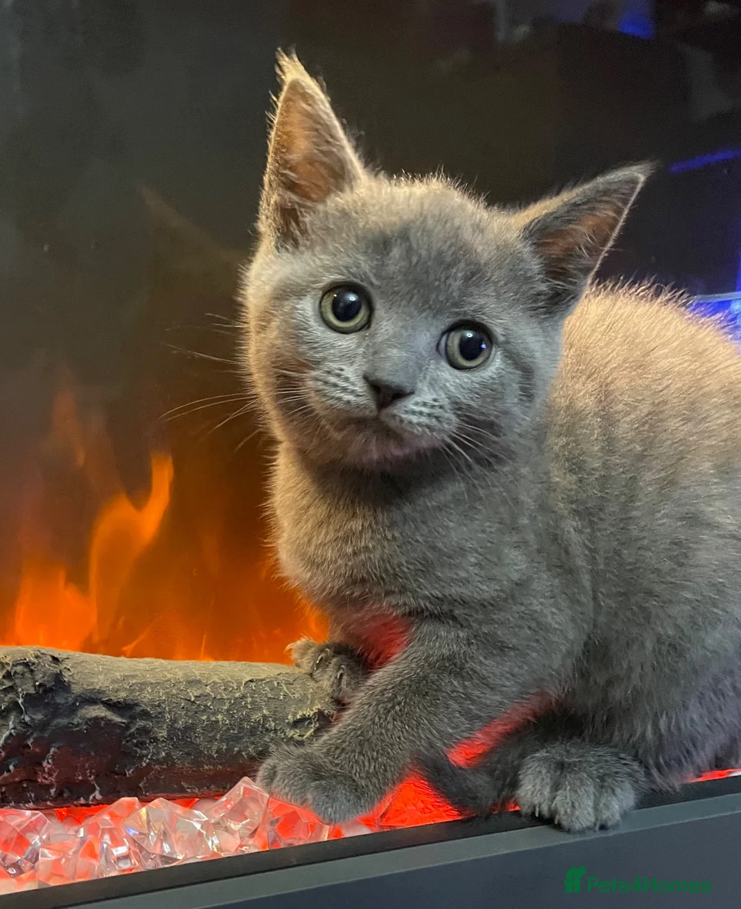 British Shorthair cats for sale: Bsh mix girl  - Advert 1