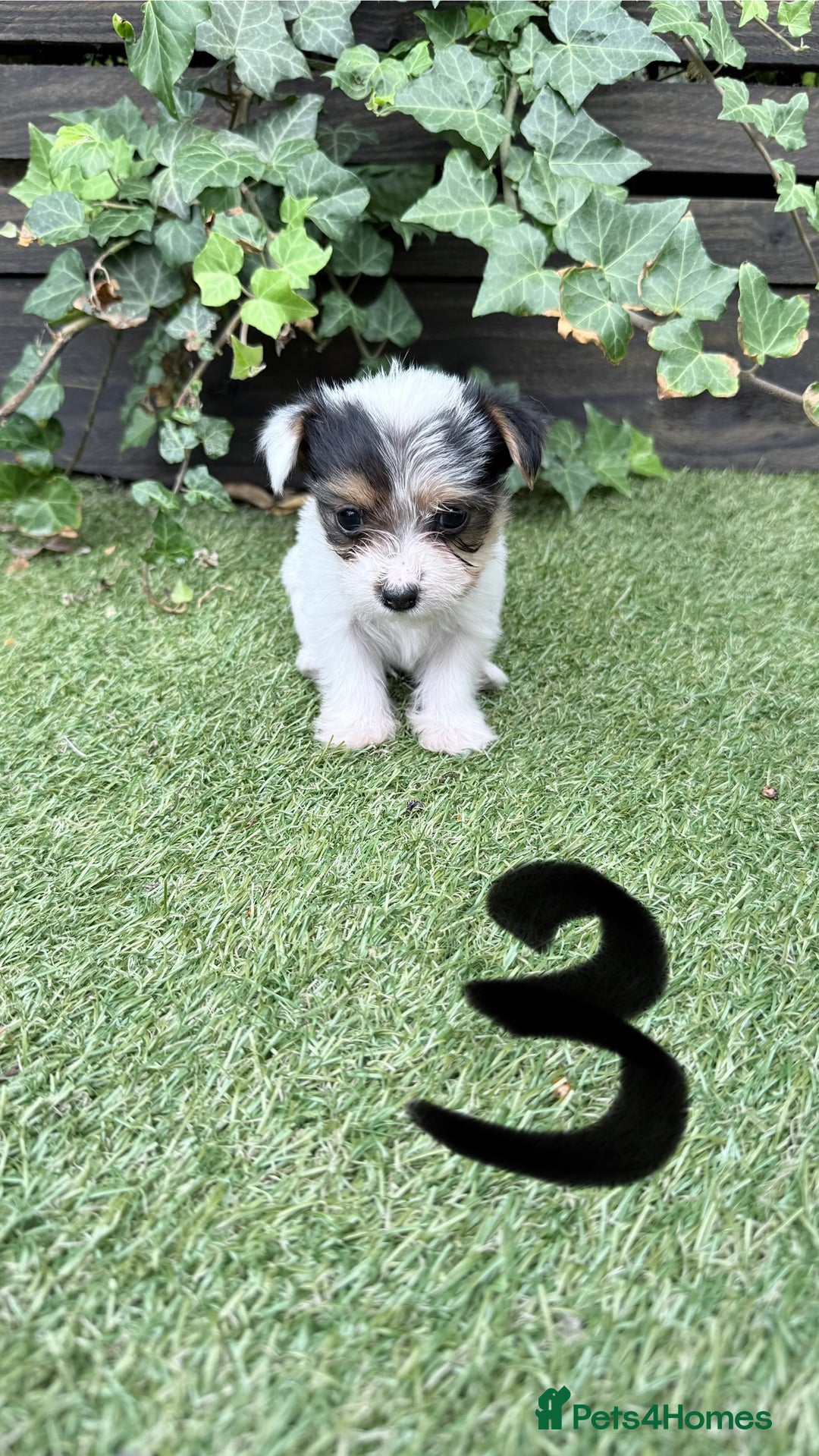 Mixed Breed dogs for sale: 4 gorgeous puppies for sale - Image 4