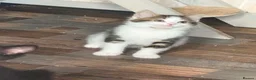 Mixed Breed cats for sale: Lovely litter of mixed short-hair  - Advert 7