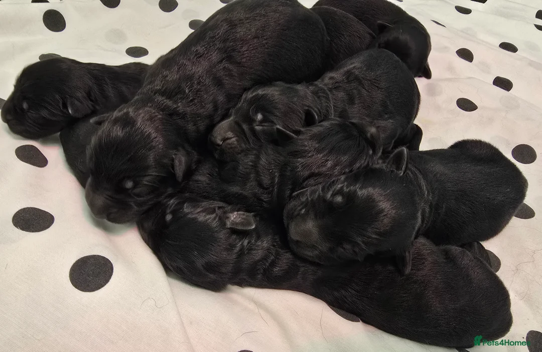 German Shepherd dogs for sale: Top Quality KC Black Long Hair German Shepherd  - Advert 11