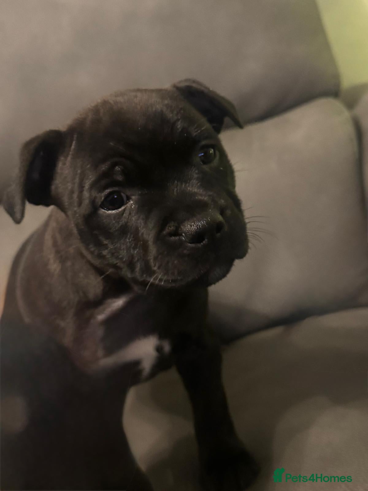 Staffordshire Bull Terrier dogs 🏆BLUE CHAMPION STAFFORDSHIRE BULL TERRIER PUPS  - Advert 4