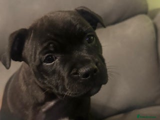 Staffordshire Bull Terrier dogs 🏆BLUE CHAMPION STAFFORDSHIRE BULL TERRIER PUPS - Advert 4