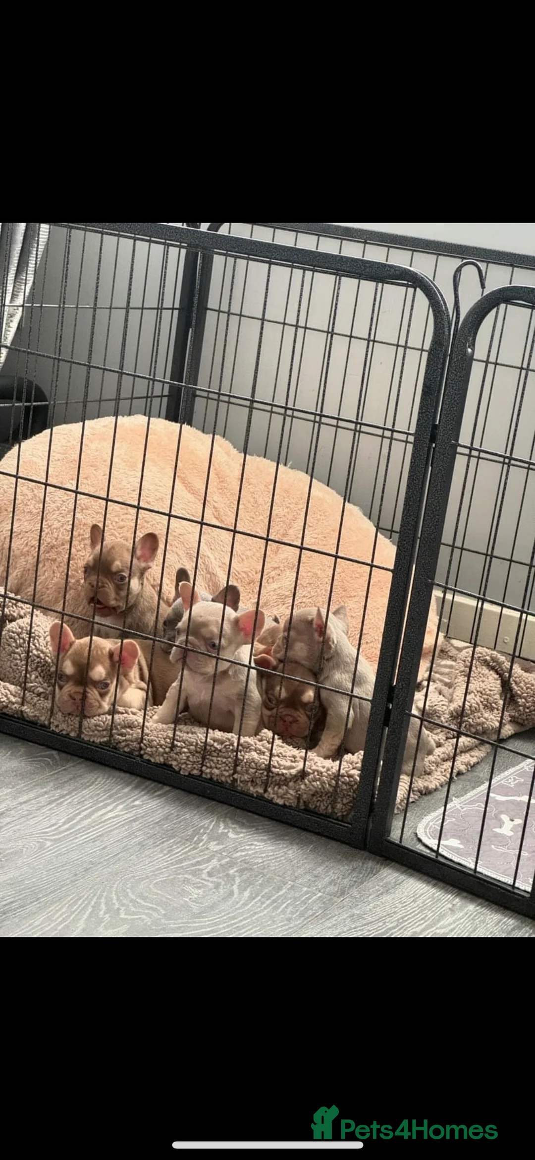French Bulldog dogs for stud: new shade chocolate and tan carrying fluffy stud in Rochdale - Advert 18