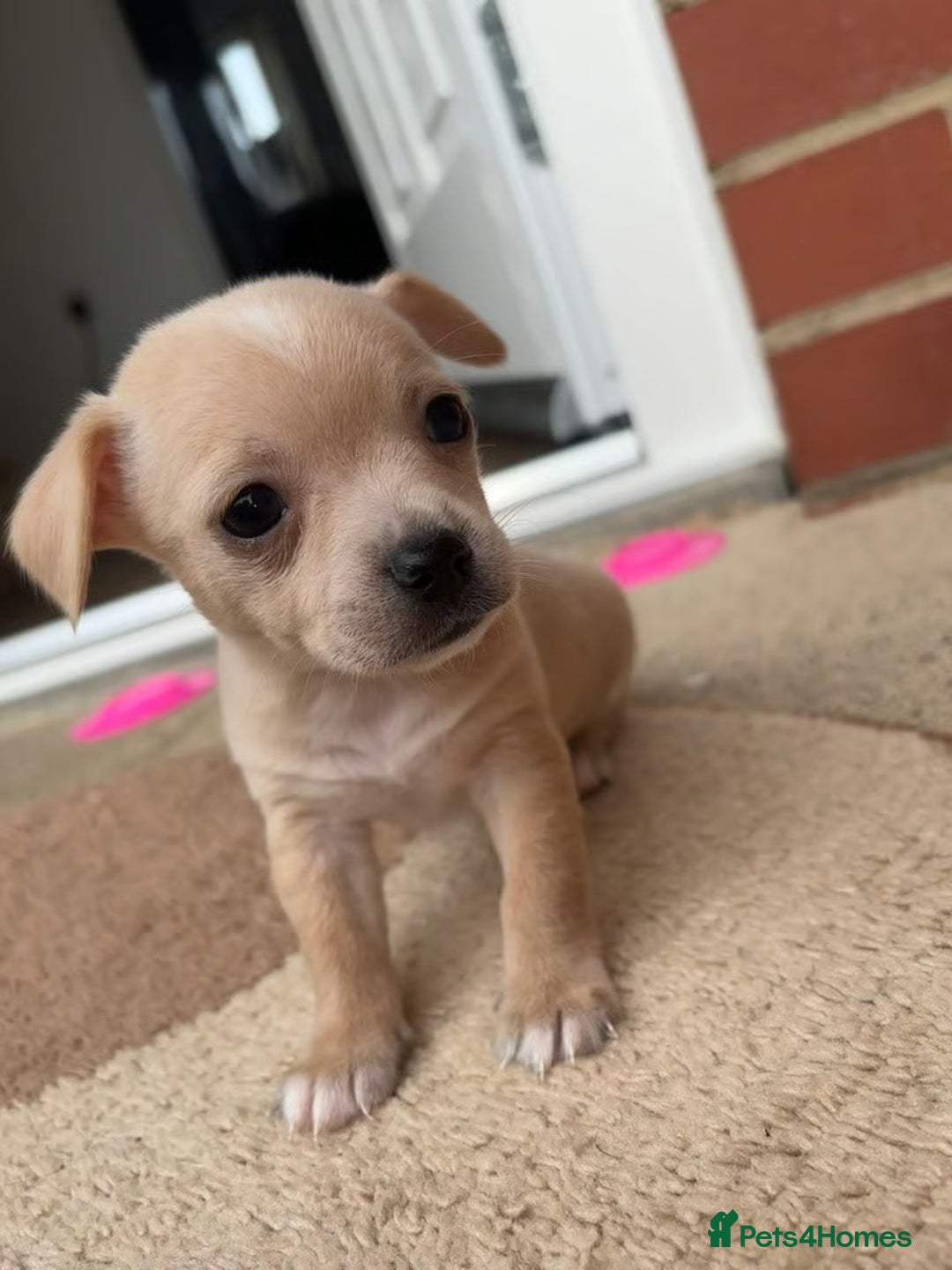 Chihuahua dogs for sale: Adorable Chihuahua Puppies for sale - Advert 4