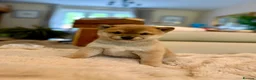 Japanese Shiba Inu dogs for sale: BEAUTIFUL RED PURE BREED SHIBA INU PUPPIES 💜 in Swadlincote - Advert 3