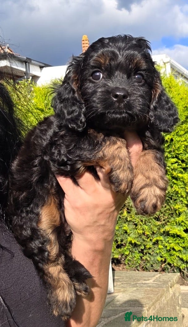 Cavapoo dogs Cavapoo pups - Advert 5