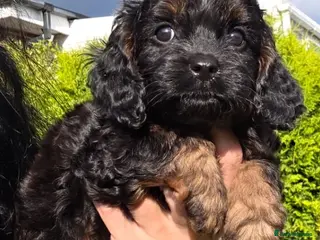 Cavapoo dogs Cavapoo pups - Advert 5