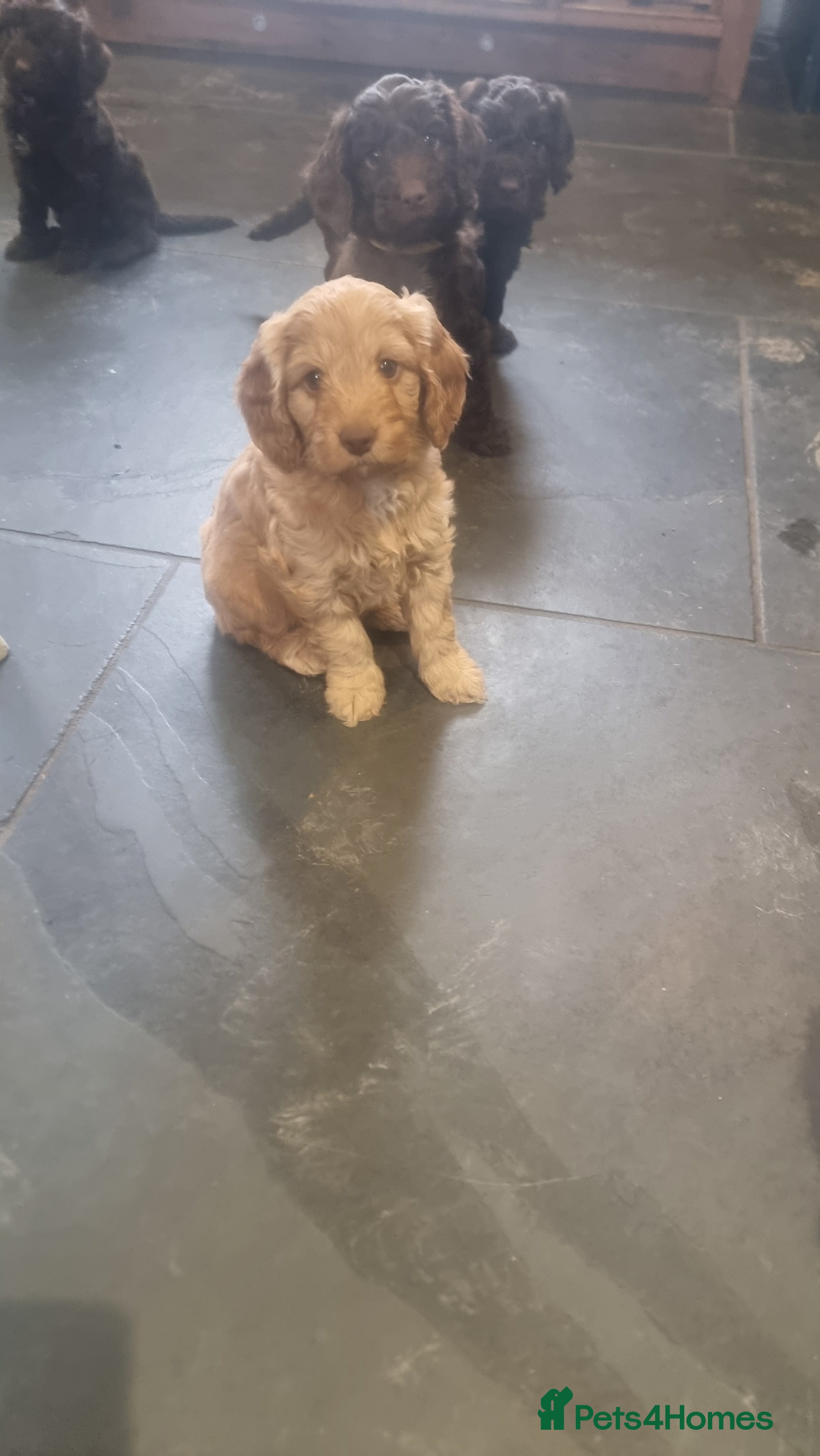 Cockapoo dogs Stunning litter of cockapoos, 2 males, 3 females - Advert 7