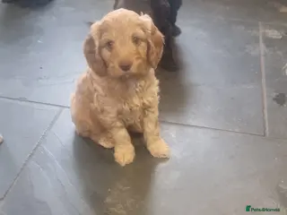 Cockapoo dogs Stunning litter of cockapoos, 2 males, 3 females - Advert 17