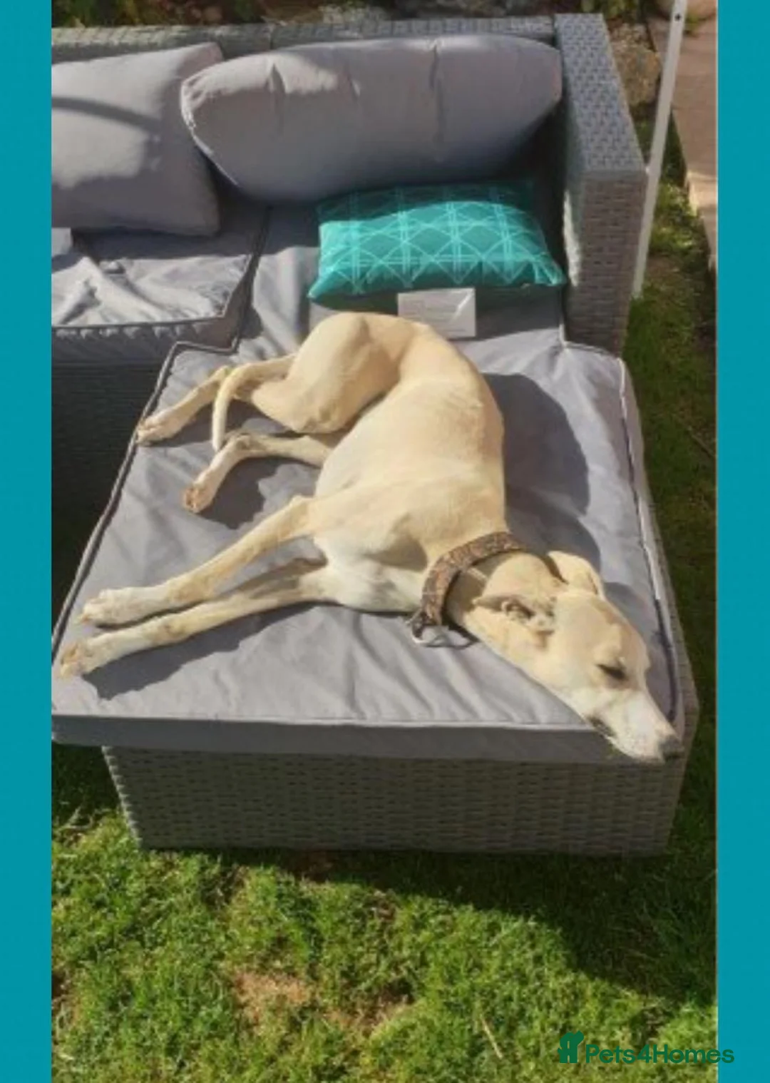 Whippet dogs for stud: Fantastic KC Reg Whippet Stud available in Worcester - Advert 9