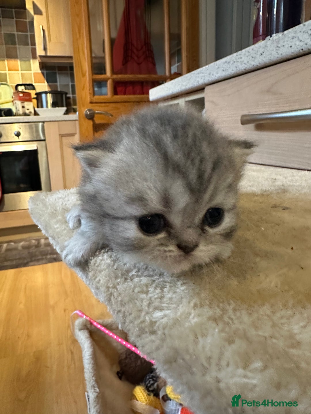 Persian cats for sale: 2 stunning pure pedigree Persian chinchilla kitten - Image 11