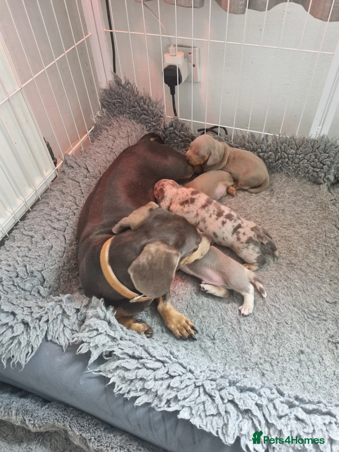 Dachshund dogs for sale: Miniature smooth daschund pups - Advert 1