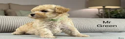 Maltipoo dogs for sale: BEAUTIFUL MALTIPOOS FROM DNA TESTED CLEAR PARENTS  - Advert 16