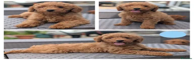 Cavapoo Puppy 7