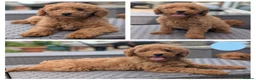 Cavapoo dogs for sale: Adorable Cavapoo puppies - Advert 7