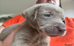 Labrador Retriever dogs for sale: Outstanding KC Registered Silver Labrador Puppies - Image 10