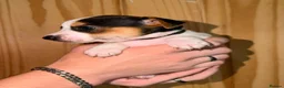 Jack Russell dogs for sale: 5 Stunning Tradition Jack Russell Puppies - Advert 5