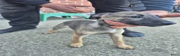 Whippet dogs for sale: Mixed Whippets  - Advert 12