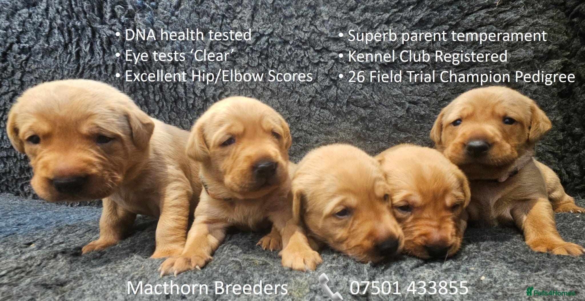 Labrador Retriever dogs Stunning Red Fox Labs : Health Checked-KC Reg-FTCH - Advert 17