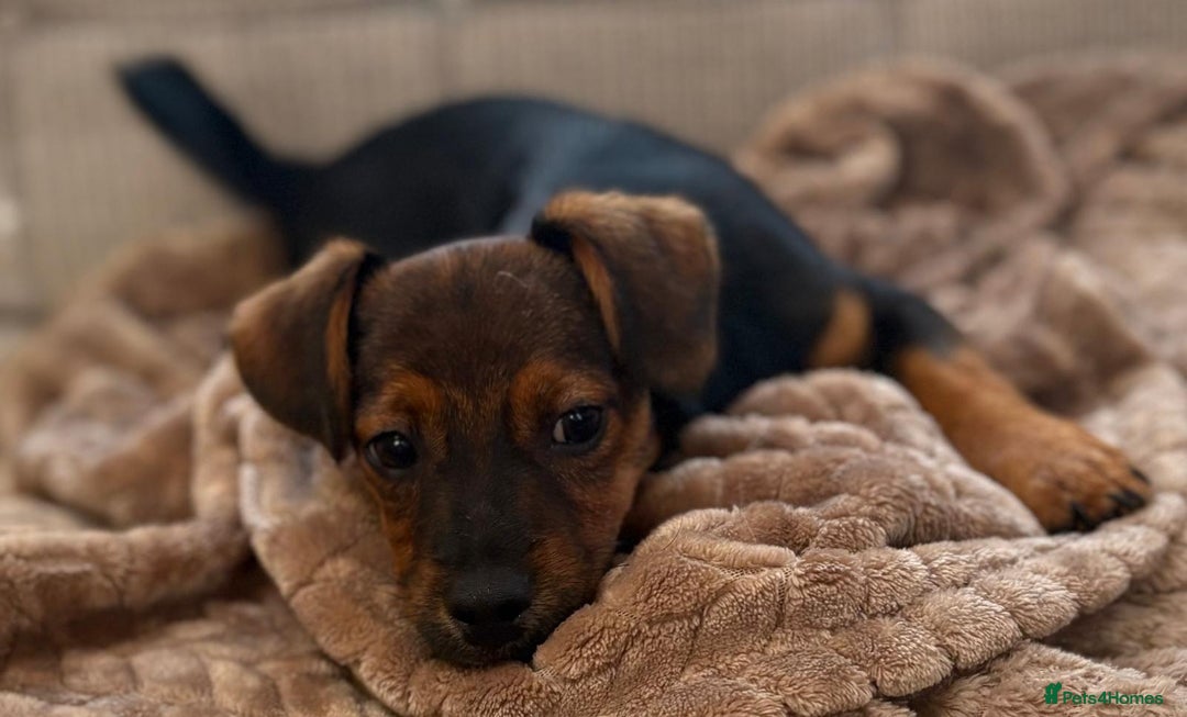 Jack Russell dogs for sale: Traditional Short-legged Jack Russell Boy. - Image 5