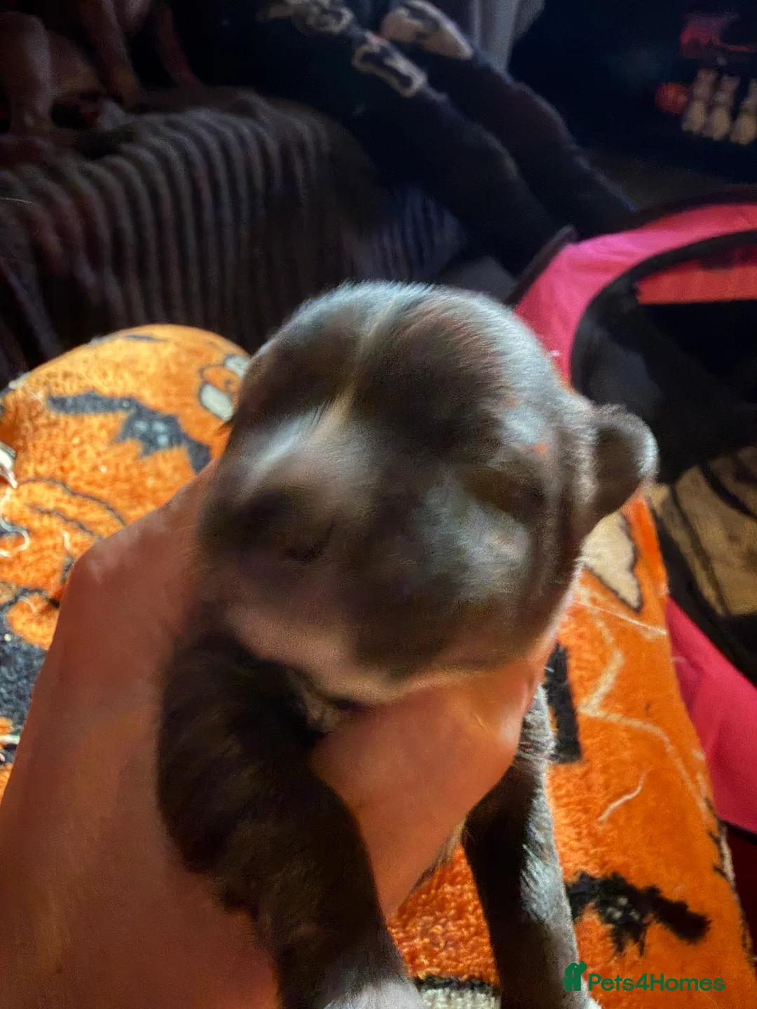 Chihuahua dogs for sale: Chihuahua puppies in West Bromwich - Advert 2