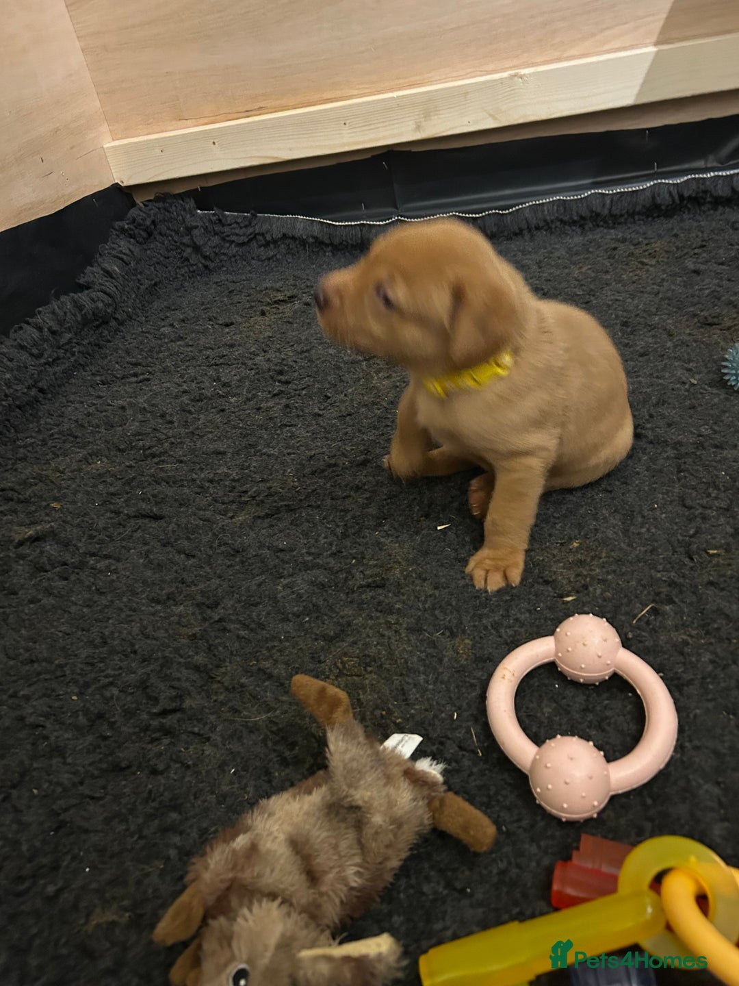 Labrador Retriever dogs for sale: Fox red labrador pups Glasgow  - Advert 17