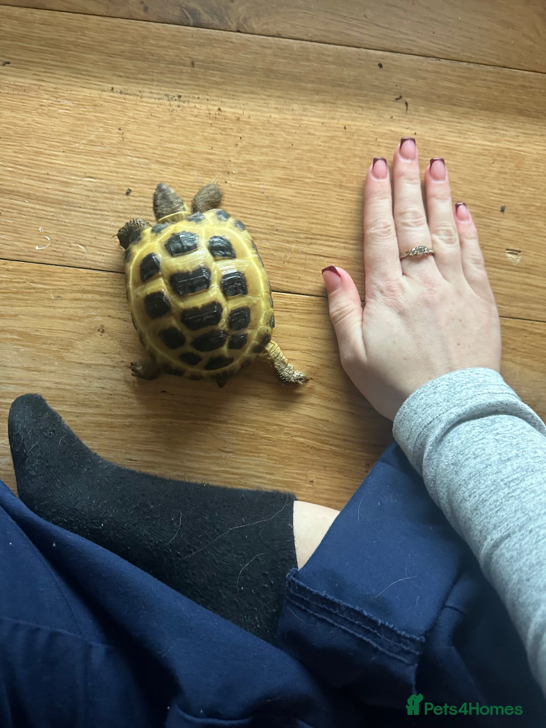 Tortoise reptiles for sale: 5 year old horsfield tortoise and full set up  - Advert 8
