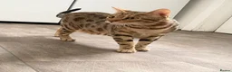 Bengal cats for sale: BROWN SPOTTED BENGAL GIRL  in Wishaw - Advert 2