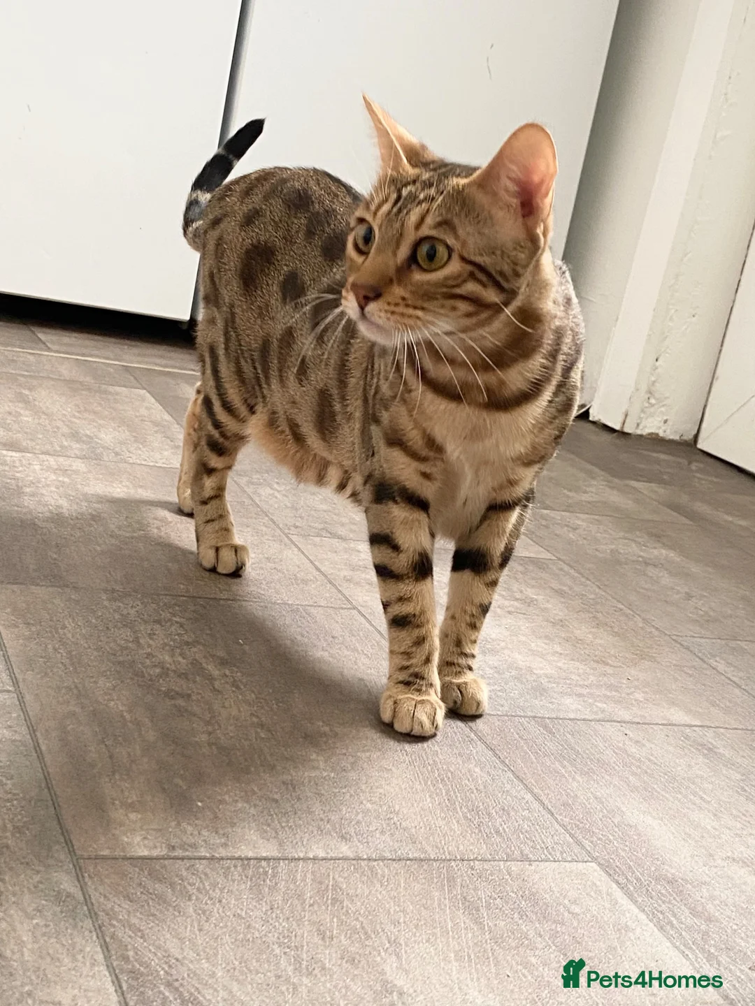 Bengal cats for sale: BROWN SPOTTED BENGAL GIRL  in Wishaw - Advert 2