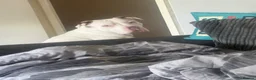 Mixed Breed dogs for sale: 1 year old male in London - Advert 5
