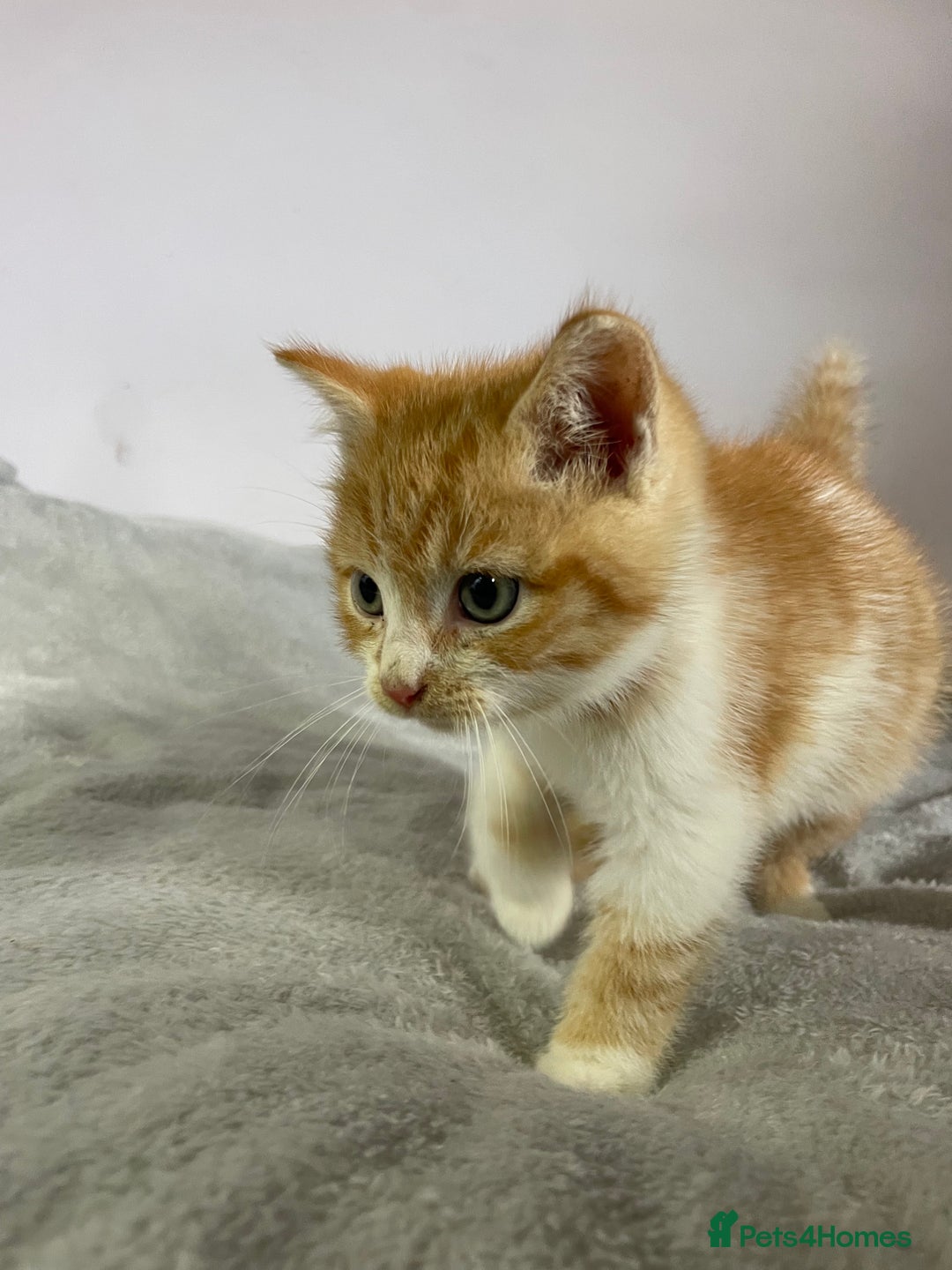 British Shorthair cats for sale: Four kittens ready to go (prices vary) - Image 33