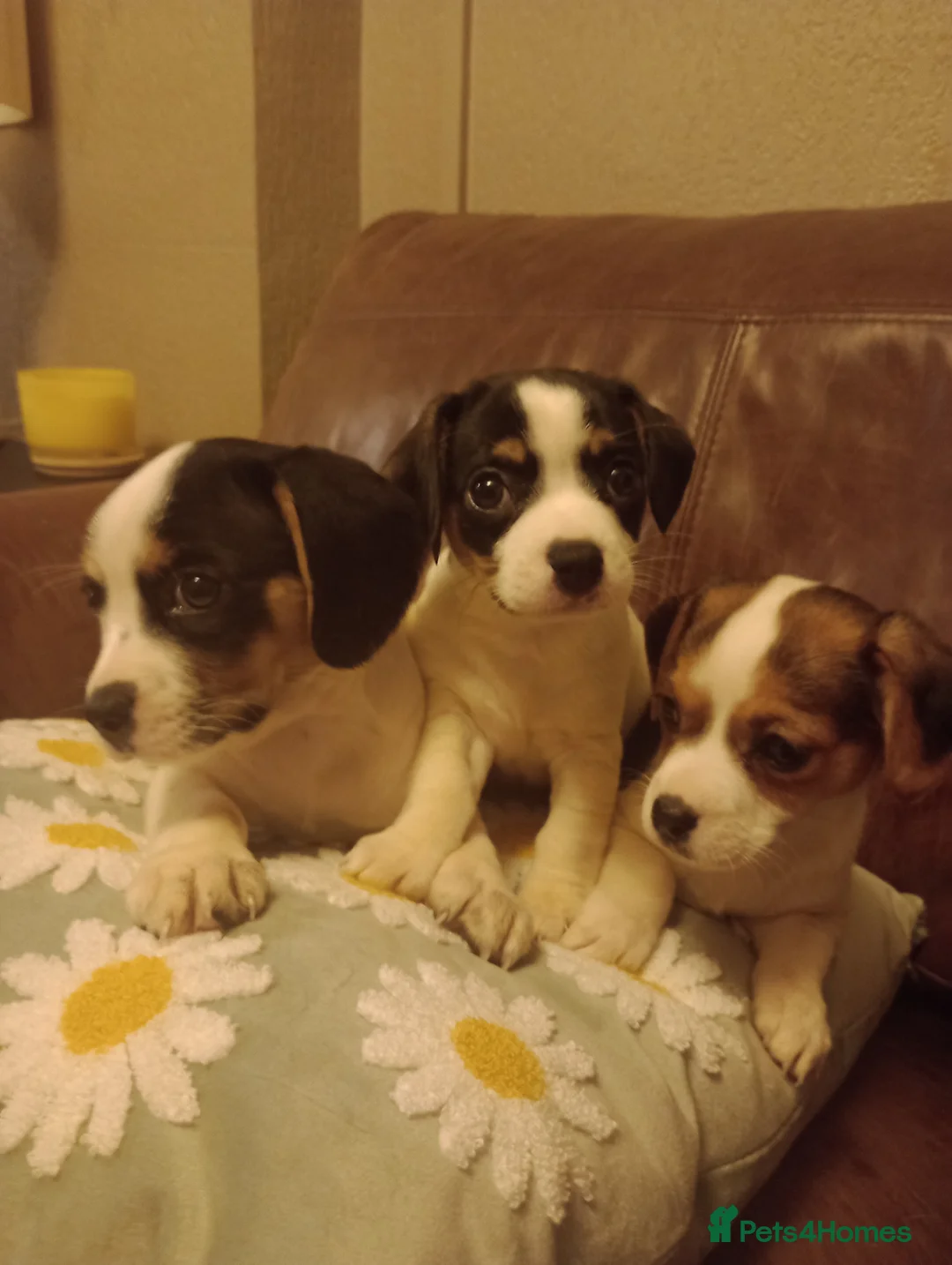 Mixed Breed dogs for sale: Cavajacks for sale - Advert 3