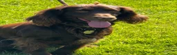 Cocker Spaniel dogs for sale: KC Reg FULLY health tested parents, working cocker in Ottery Saint Mary - Advert 5