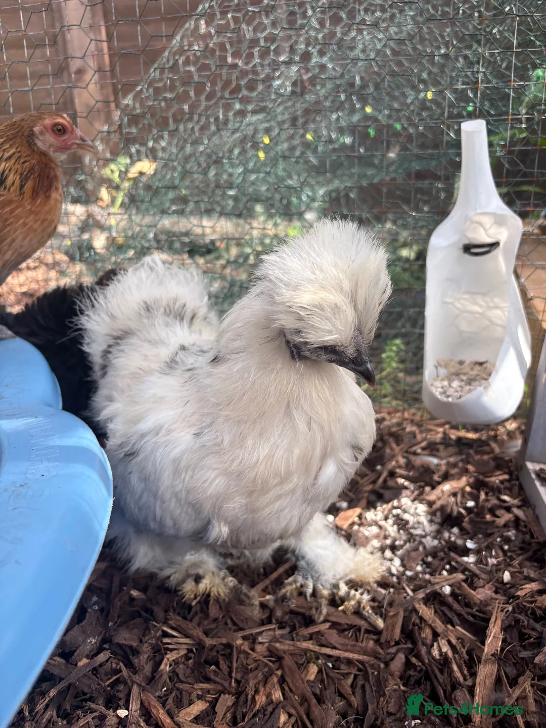 Chickens poultry for sale: Silkie hatching eggs - Advert 2