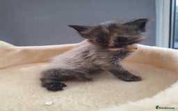 Maine Coon cats for sale: Mainecoon kittens BlackSilver smoke poly non poly - Image 11