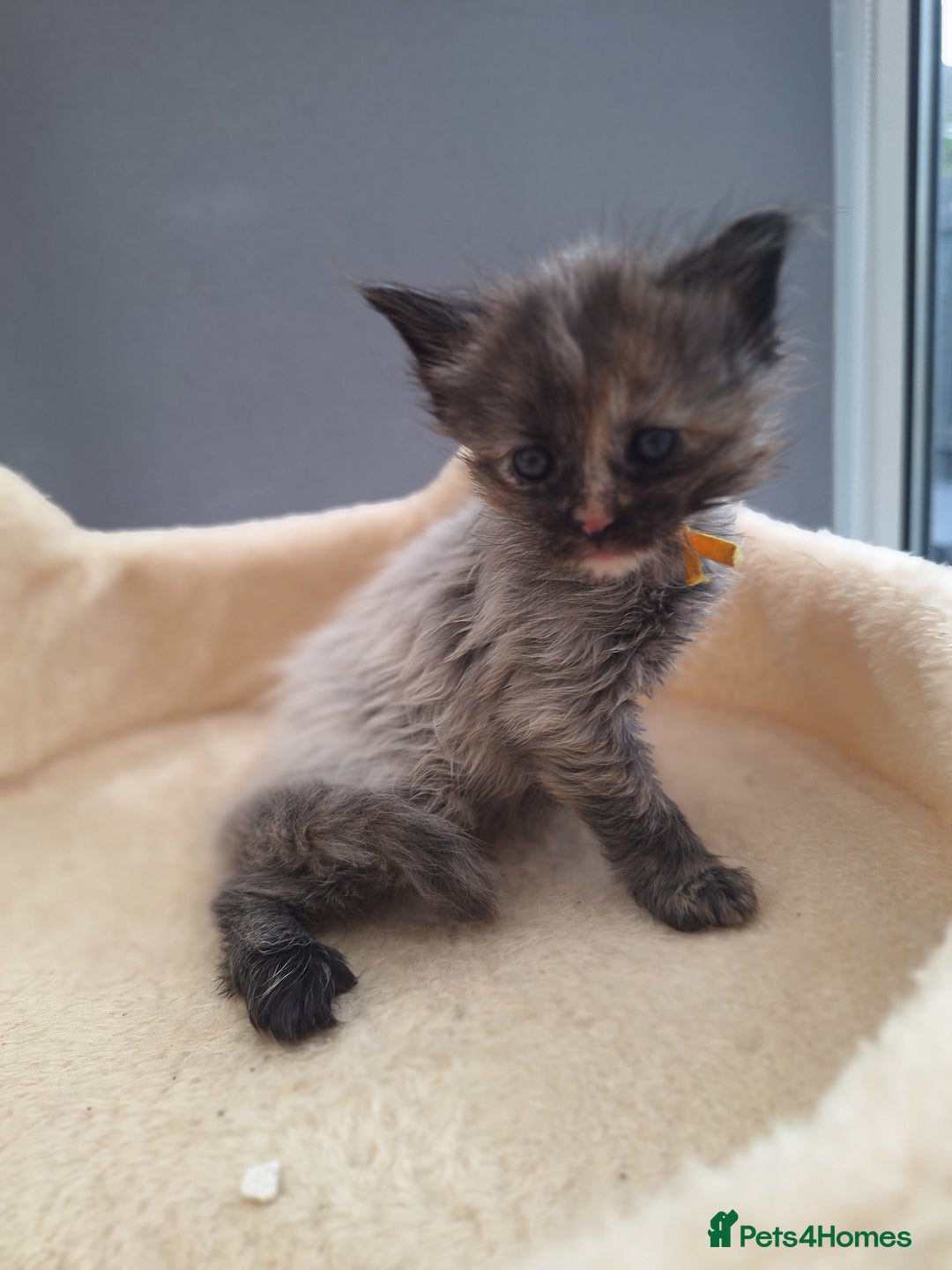 Maine Coon cats for sale: Mainecoon kittens BlackSilver smoke poly non poly - Image 11