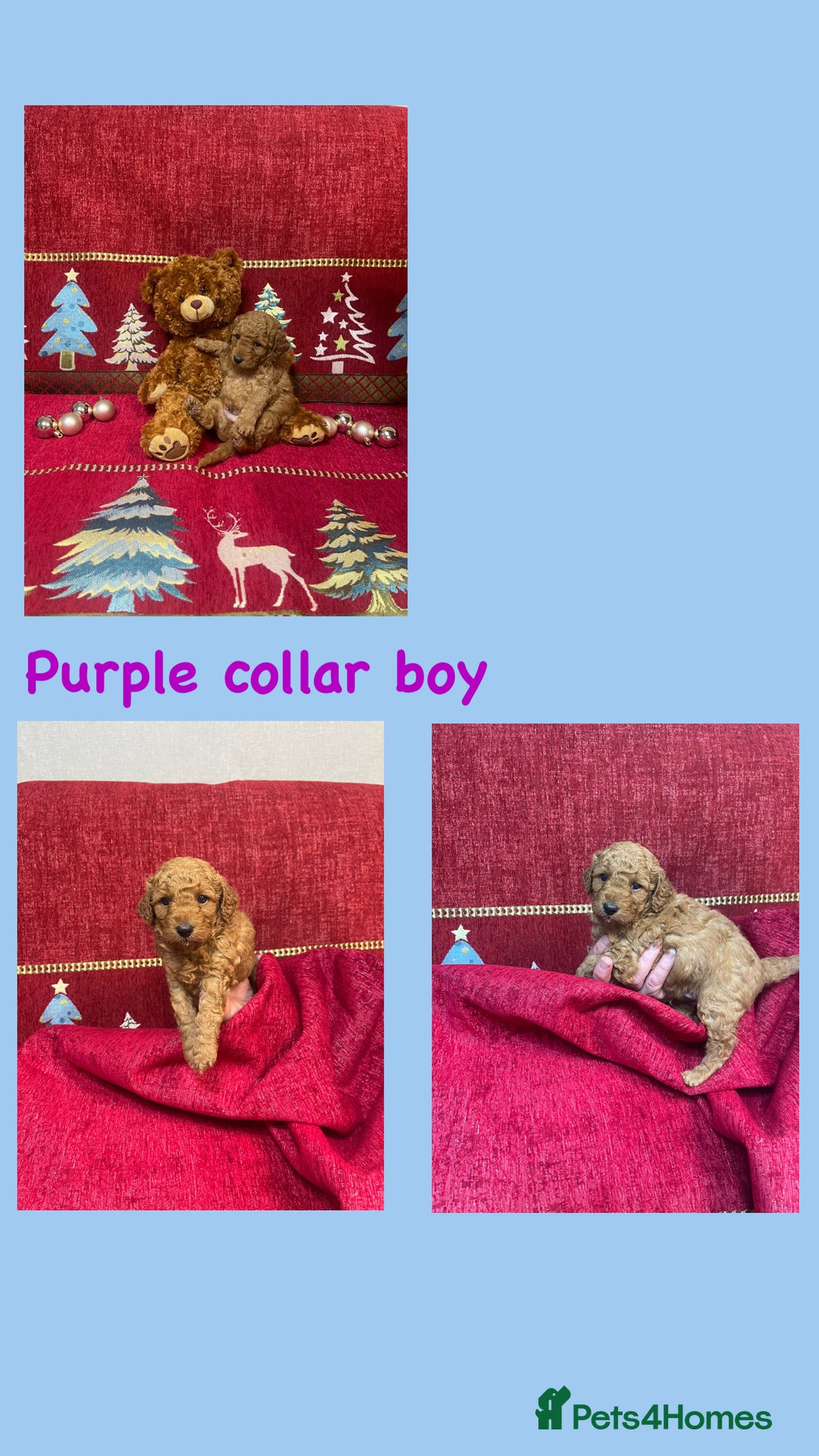 Cavapoo dogs for sale: F1B Cavapoo - Advert 5