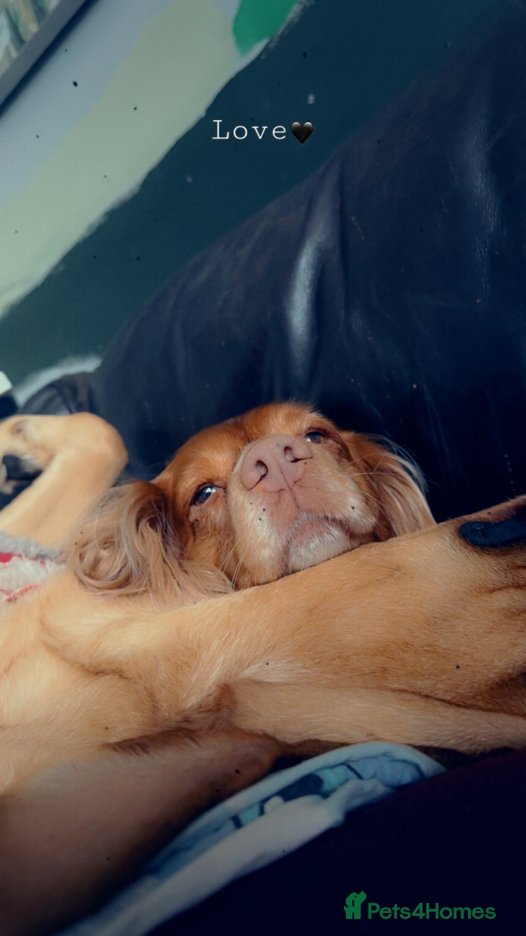 Labrador Retriever dogs for sale: Harvey KC registered  - Advert 15