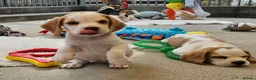 Beagle dogs for sale: Stunning KC Registered Beagle Pups- Ready 24.08.26 in Thirsk - Advert 29