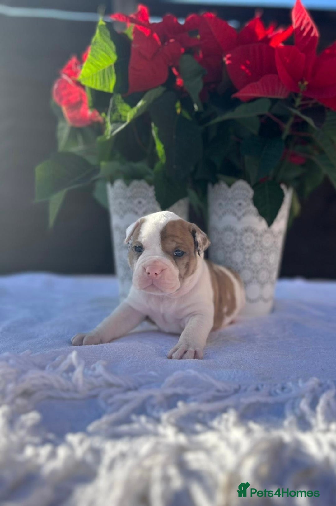 Mixed Breed dogs for sale: Old tyme bulldog x american bulldog puppies - Advert 9