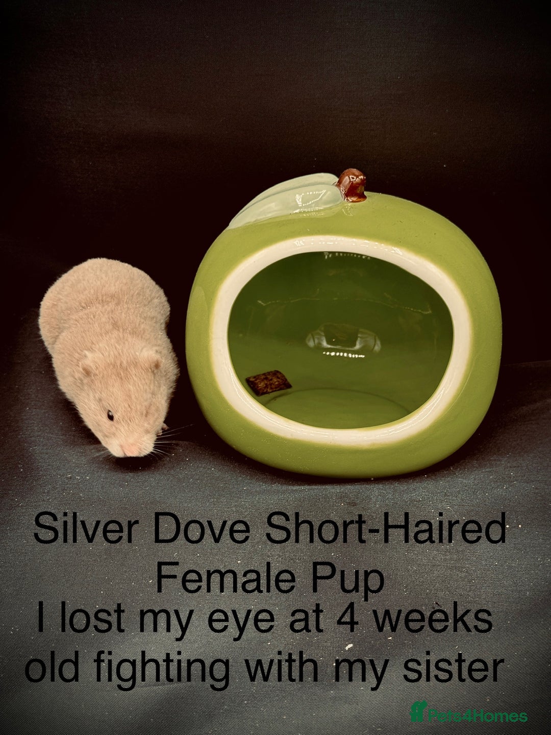 Hamster rodents for sale: HELP - Hamstery needing to urgently close (temp) - Advert 3