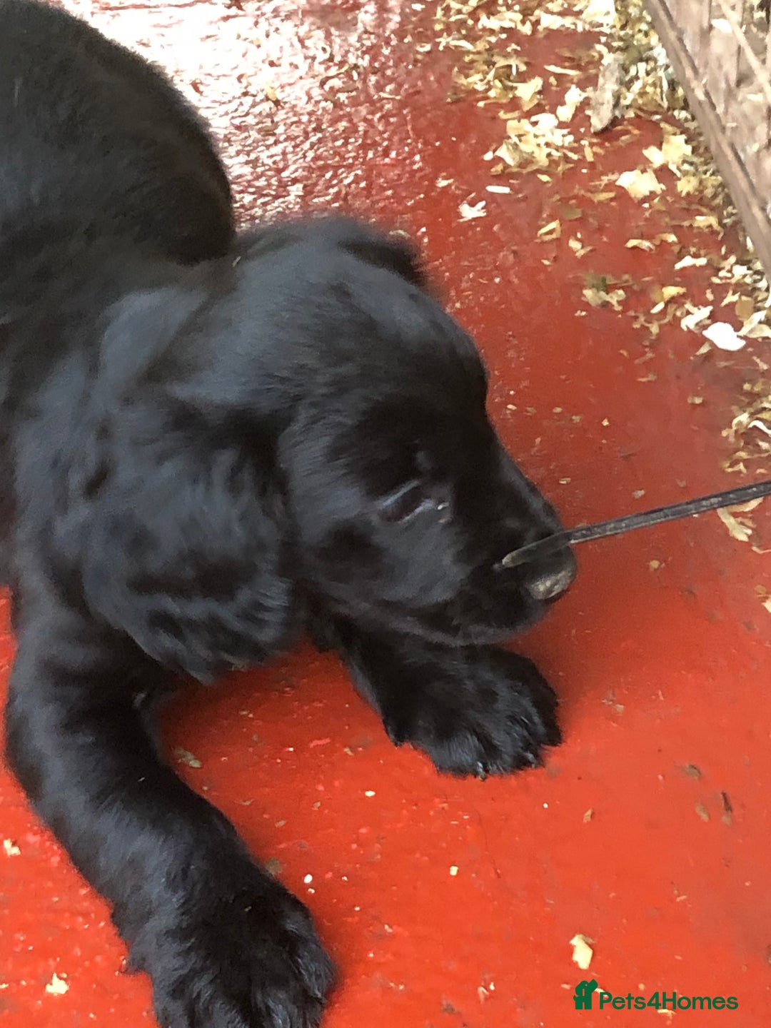 Cocker Spaniel dogs for sale: Male working cocker spaniel - Advert 3