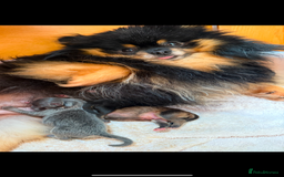 Pomeranian dogs for sale: Blue & tan boy available  - Image 3